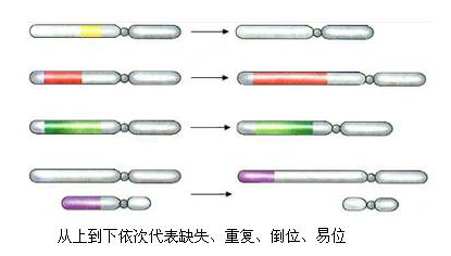 出現(xiàn)復(fù)發(fā)性流產(chǎn)，男方需要檢查什么？