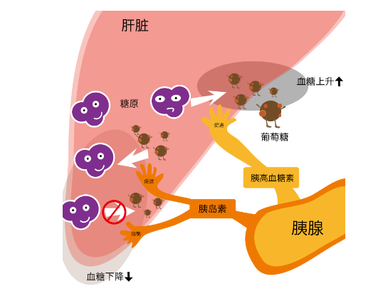 報(bào)告單|胰島素抵抗的單子到底怎么看？