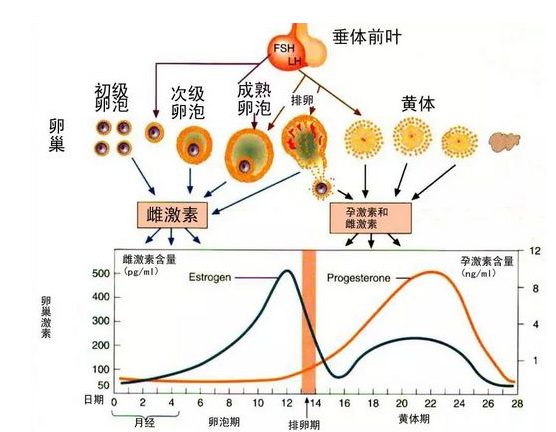 三番兩次胎停，到底怎樣才能留住我的寶寶？