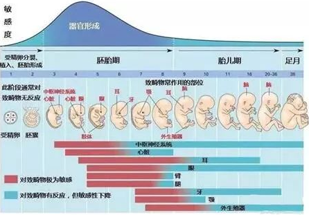 準(zhǔn)媽媽的心頭之痛—胚胎停止發(fā)育！