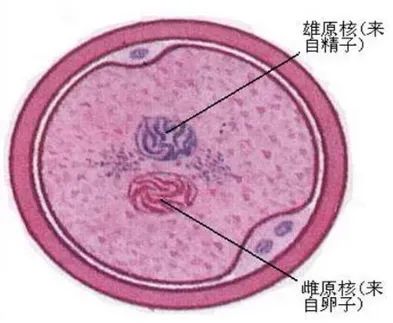 試管嬰兒可以解決男方的精子問題嗎，有哪些精子問題做試管嬰兒也解決不了? ...