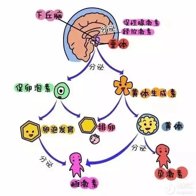 性激素六項為何如此重要，該怎么看？