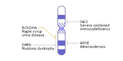 染色體圖譜.23對(duì)染色體對(duì)應(yīng)的疾病