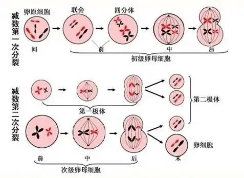 做試管嬰兒前是否有必要檢查自身免疫抗體?自身免疫抗體對妊娠結(jié)局的影響及分析 ...