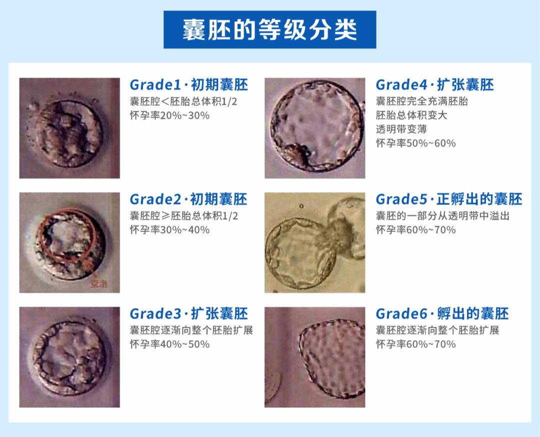 試管嬰兒胚胎的發(fā)育過程，胚胎的評估與試管嬰兒成功率的關(guān)系 ...