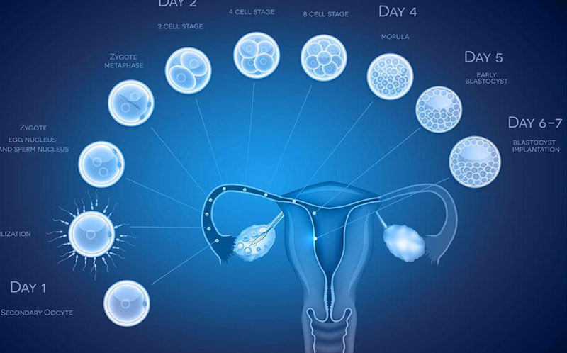 什么是胚胎移植 - 胚胎移植過程、費用、成功率詳解