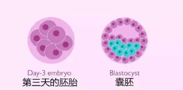 養(yǎng)囊第八天沒通知失敗還是成功？沒出結(jié)果可能是這個(gè)原因