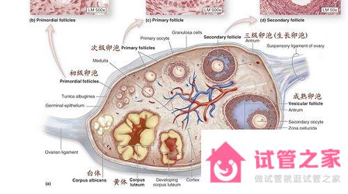 2023試管嬰兒知識(shí)索引：優(yōu)勢(shì)*泡的大小標(biāo)準(zhǔn)釋疑（圖文）