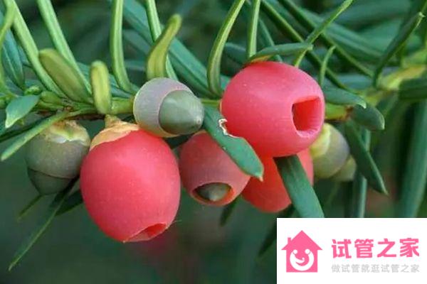 過量用國(guó)產(chǎn)紫杉醇對(duì)孕婦影響大，引起出血只是其一