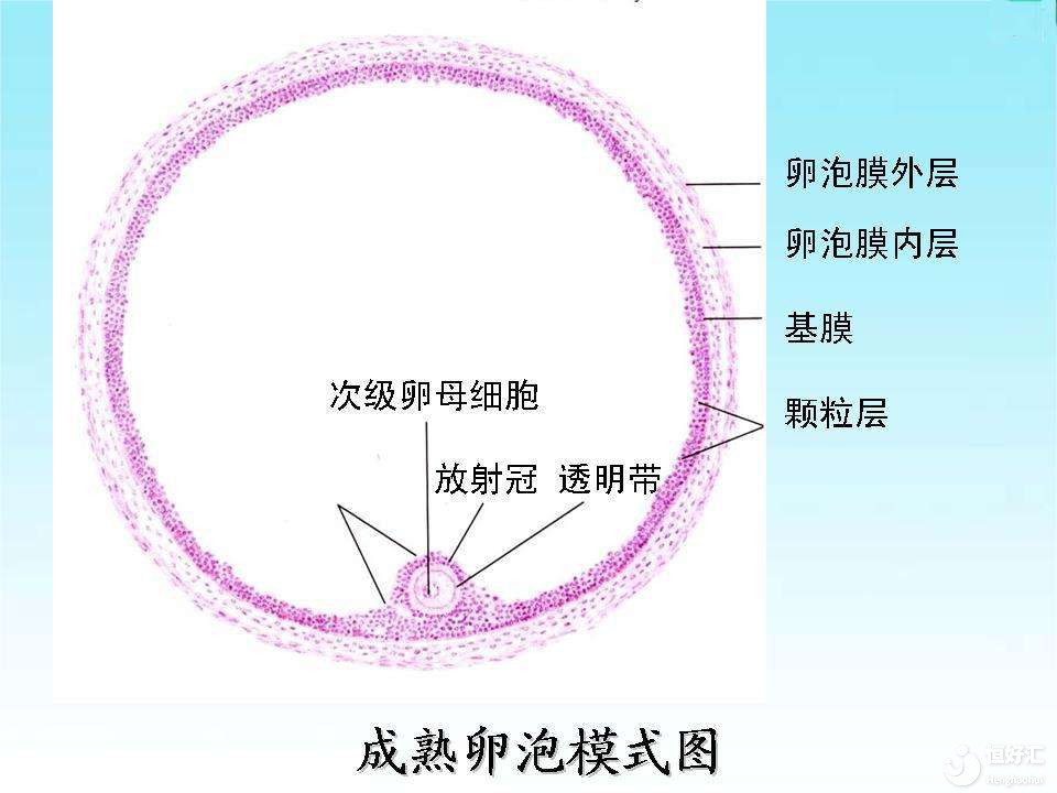 試管嬰兒促排*后為什么會(huì)有空*泡