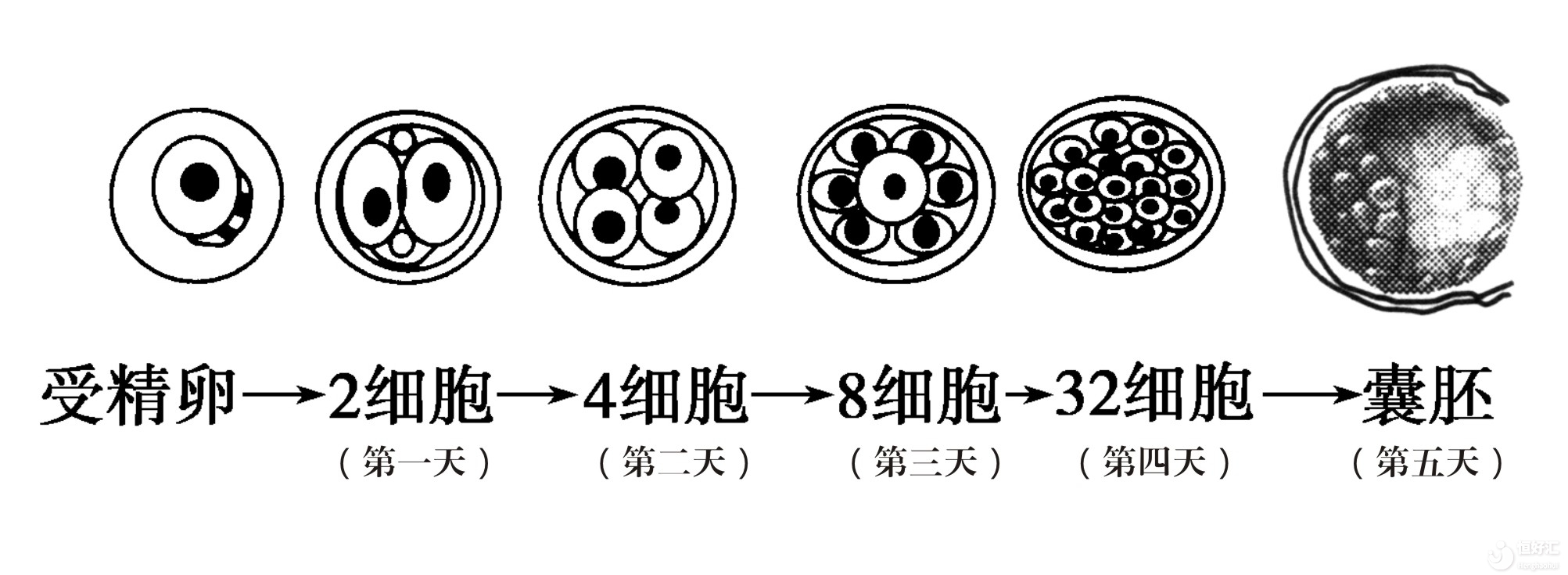 試管嬰兒胚胎級別怎么看？移植的標準是什么？