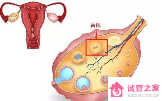 *泡破裂當(dāng)天最明顯的癥狀是什么