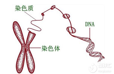 染色體異常無法生育？做三*試管懷上健康寶寶