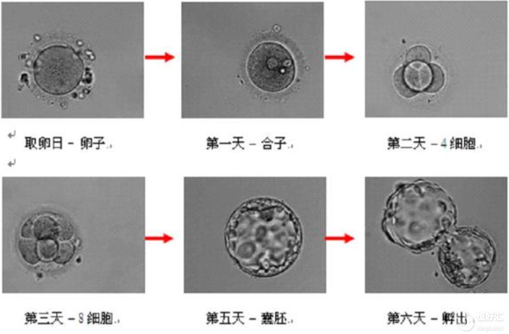 試管嬰兒要不要養(yǎng)囊？看完你就知道了！