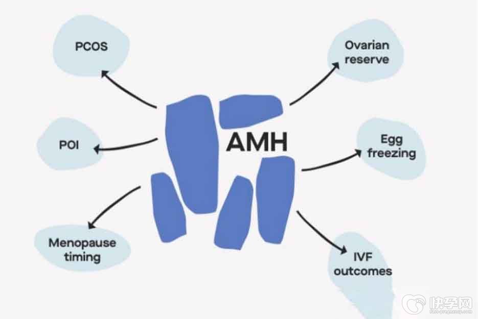 amh0.02能做供*試管嗎？抓緊時間才能扭轉局面