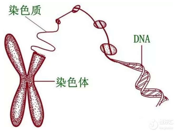 做試管嬰兒前染色體檢查很重要，別再忽略了！