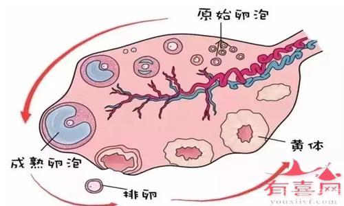 優(yōu)勢*泡出現(xiàn)后大概多久會排*