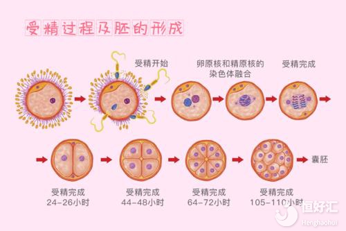 做試管取*數(shù)和胚胎數(shù)總是對(duì)不上？原因在這