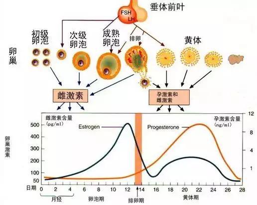 造成胚胎停育的原因有哪些?