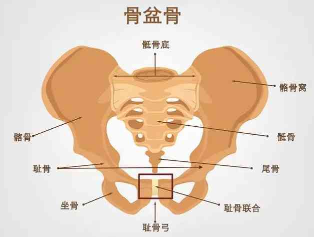 懷孕5個(gè)月說的恥骨疼到底是在哪個(gè)部位，有圖片嗎？