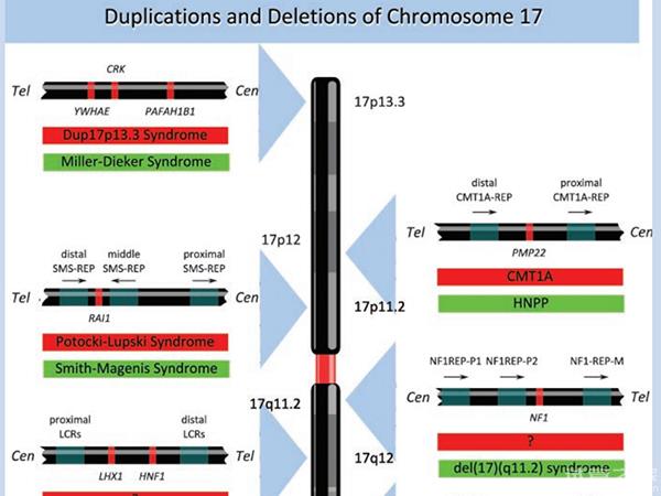 胎兒17號染色體片段微重復后果嚴重，會導致多種基因疾病