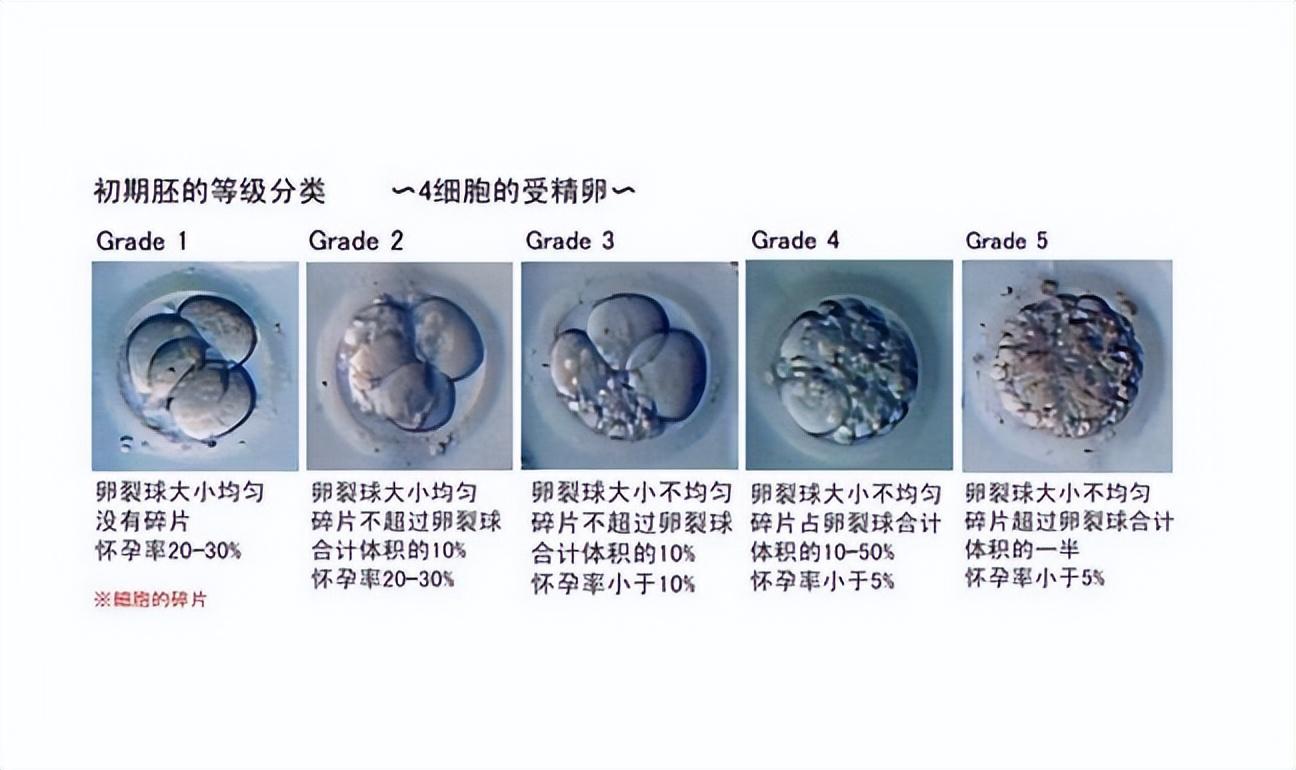 試管嬰兒 | 為什么我取到十幾顆*子，卻只配成幾個(gè)胚胎？