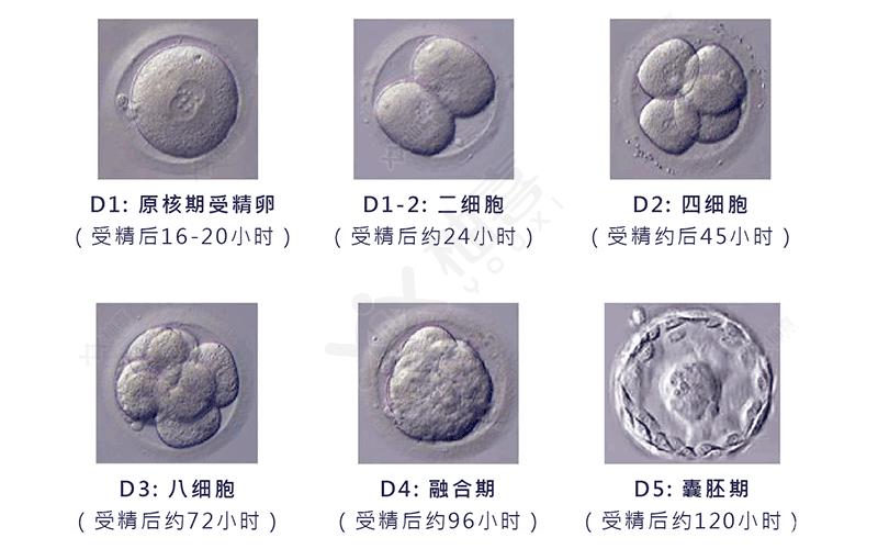 試管嬰兒接好孕！44歲高齡6次取*5次移植終于成功好孕