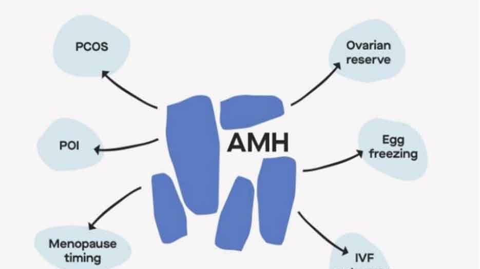 amh0.44是不是沒生育能力了？生殖專家教你成功逆襲