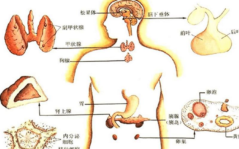 內(nèi)分泌檢查最佳時間科普，男性、女性、兒童各不同！