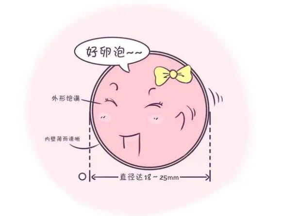 什么樣的卵泡是優(yōu)質(zhì)卵泡？什么因素會導(dǎo)致女性卵子數(shù)量下降？試管期間怎樣才能養(yǎng)出高質(zhì) ...