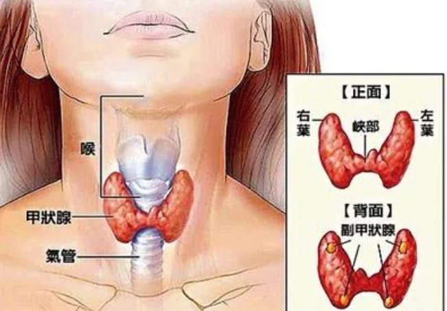 甲狀腺是什么？甲狀腺功能和生育有什么關(guān)系呢？甲減退在做試管嬰兒前需要評估？ ...