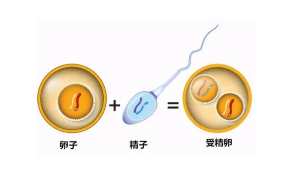 試管嬰兒的周期需要多久，每個(gè)周期的流程與成功率一覽