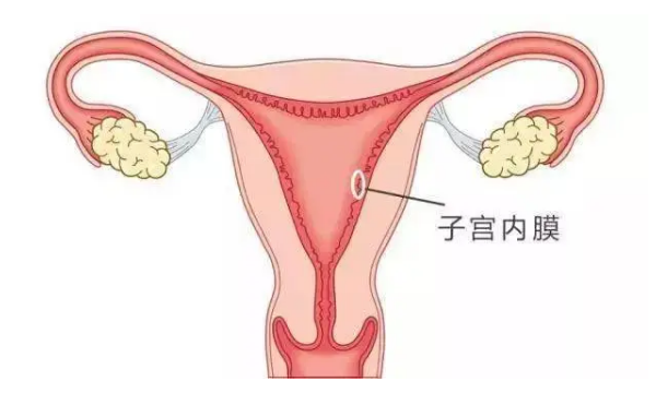 移植前需要每天去醫(yī)院檢查內(nèi)膜嗎?