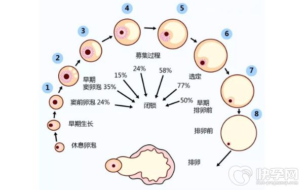 成都第三代試管選男孩醫(yī)院排名！附費(fèi)用一覽！