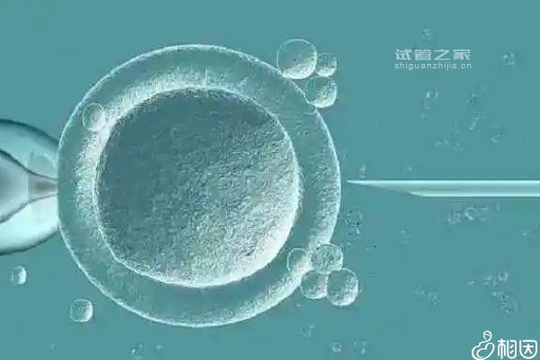 2024囊胚移植前針灸多少錢立馬get，做完一療程只需...