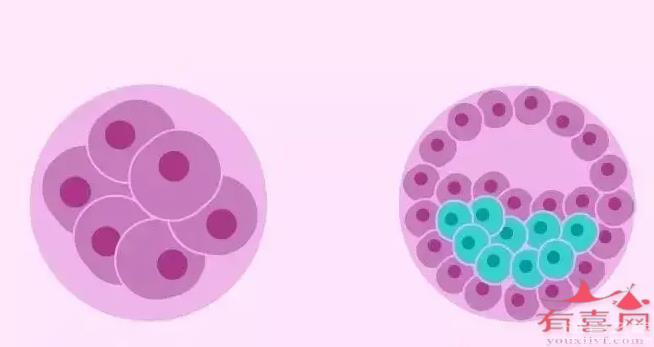 4bc囊胚的成功率怎么樣