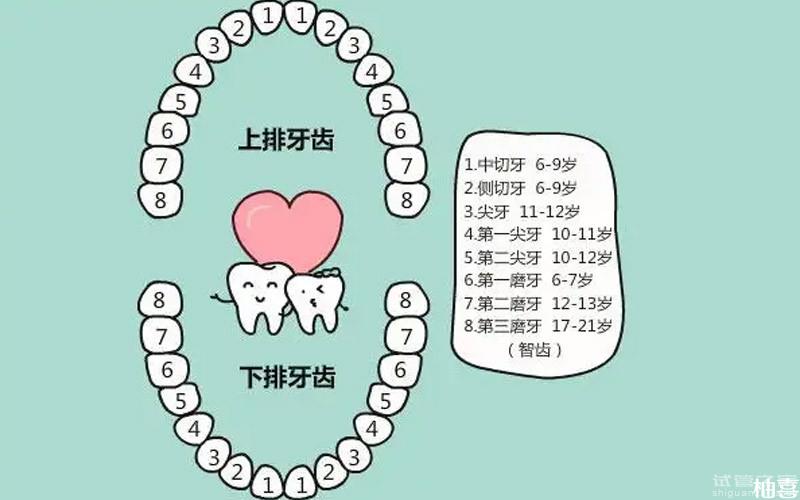 兒童24顆牙齒更換順序圖，年齡過早說明骨齡偏大？