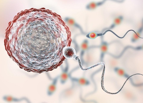 男性弱精癥有辦法，通過優(yōu)化治療提高試管嬰兒成功率