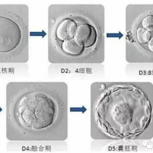 我倆同一天移植，為什么她的HCG比我高？