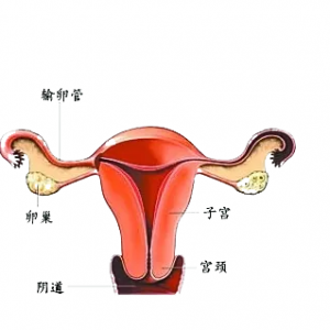 2大傷害*巢的惡習(xí)  看看20-45歲以后各個年齡段是如何保養(yǎng)*巢的 