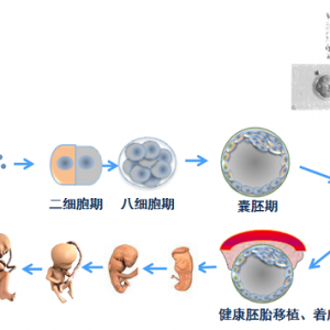 第三*試管嬰兒PGT-A、PGT-SR、PGT-M的檢測意義