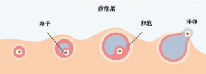 打促排*針會使人變胖？權威專家科普試管嬰兒促排問題