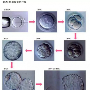 【移植術(shù)前答疑】移植第3天胚胎好，還是囊胚好？