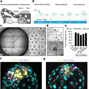 人胚狀體模擬早期人類胚胎發(fā)育以及人類胚胎植入子宮過程